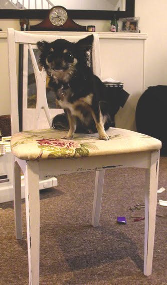 vintage-shabby-chic-chair-complete-with-chihuahua
